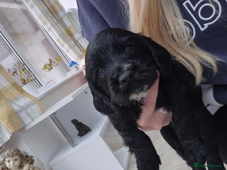 Cocker Spaniel dogs 1 gorgeous male working cocker spaniel puppy left - Advert 8