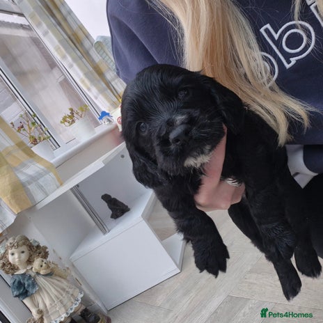 Cocker Spaniel dogs 1 gorgeous male working cocker spaniel puppy left - Advert 5