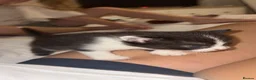 British Shorthair cats for sale: Beautiful kittens available  - Advert 5