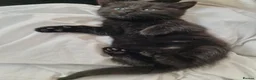Mixed Breed cats for sale: Four black kittens with long fur and medium fur - Advert 8