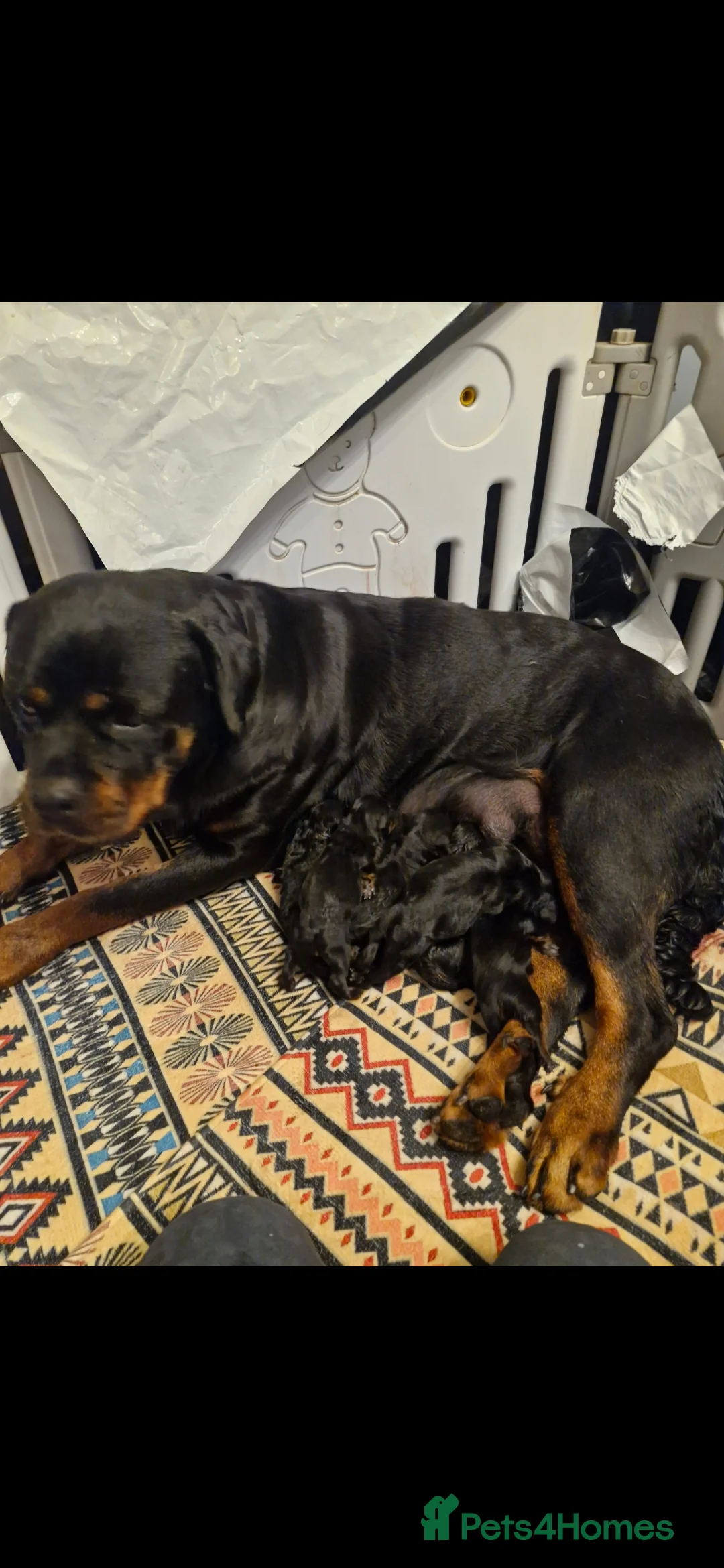 Rottweiler dogs for sale: Beautiful Rottweiler pups - Advert 2