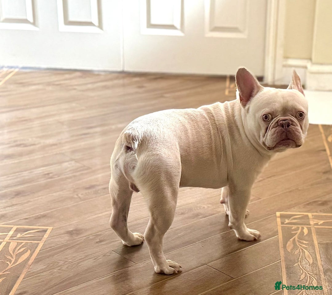 French Bulldog dogs for adoption: 💙🐶 FRANK 🐶💙 - Image 3