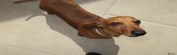 Miniature Dachshund dogs for adoption: 4 year old miniature dachshund  in Crediton - Advert 3