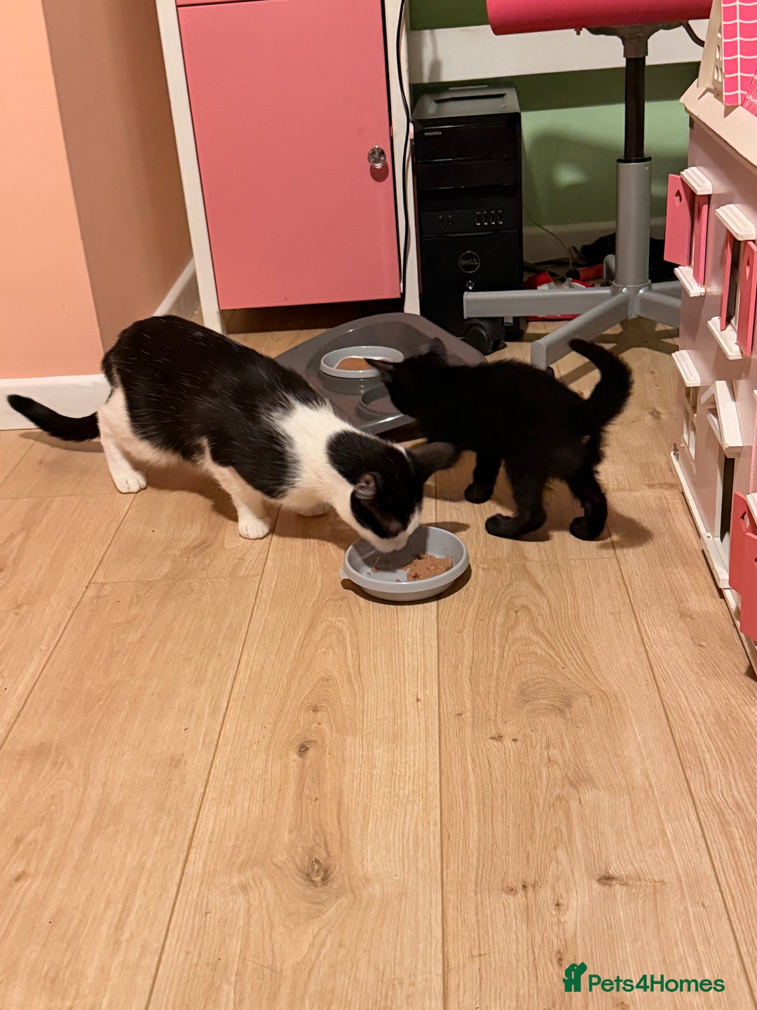 Mixed Breed cats for sale: Mother and daughter only together  - Advert 5
