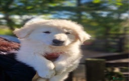 German Shepherd dogs for sale: Gorgeous long coated German Shepherd puppies - Image 5