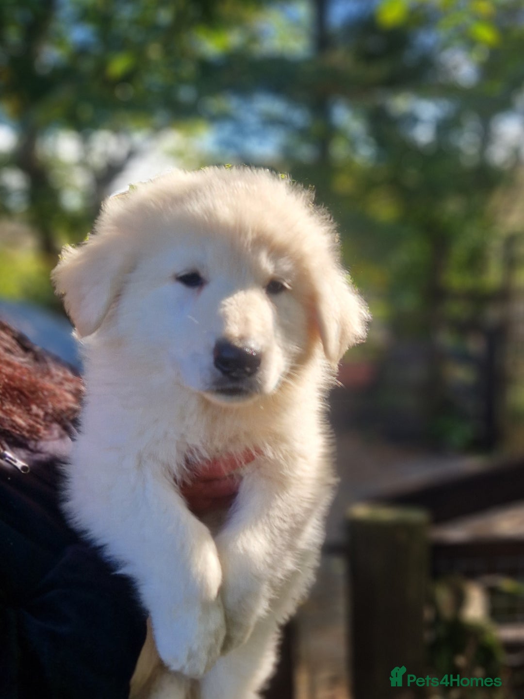 German Shepherd dogs for sale: Gorgeous long coated German Shepherd puppies - Image 5