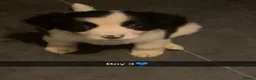 Mixed Breed dogs for sale: Cocker spaniel cross border collie - Advert 5