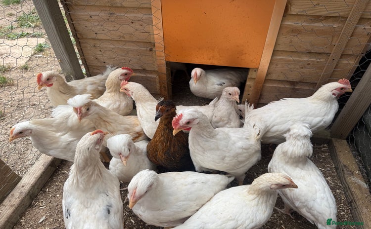Chickens poultry - Advert 3