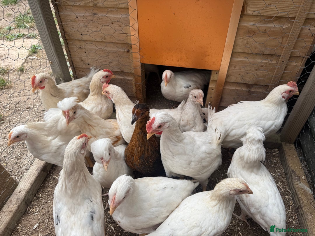 Chickens poultry for sale: Mixed chicks  - Image 1