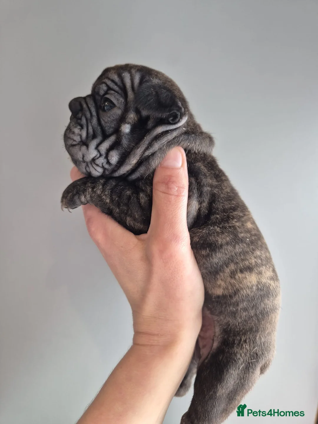 French Bulldog dogs for sale: French bulldog puppies ready mid may - Advert 10