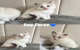 Ragdoll cats for sale: Five Beautiful Pure Breed Ragdoll Kittens🤍 - Image 6
