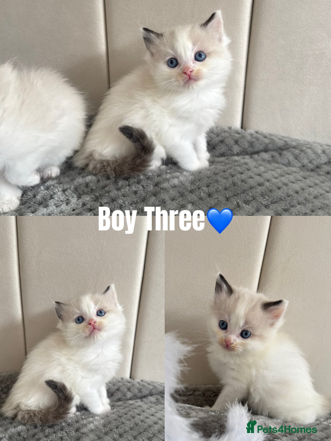 Ragdoll cats for sale: Five Beautiful Pure Breed Ragdoll Kittens🤍 - Image 6