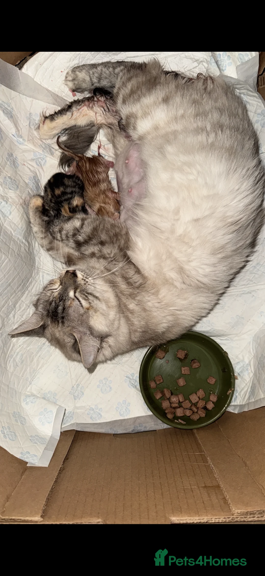Mixed Breed cats for sale: Bengal and British shorthair short hair mix - Advert 2