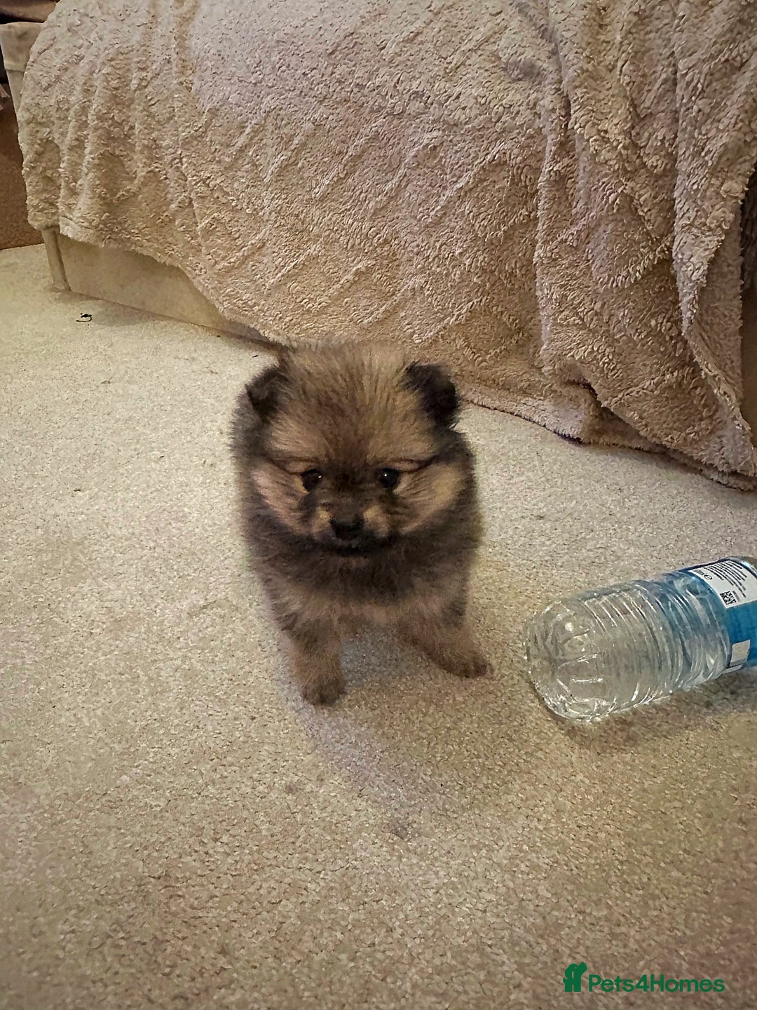 Pomeranian dogs for sale: Pomeranian puppy’s for sale - Advert 20
