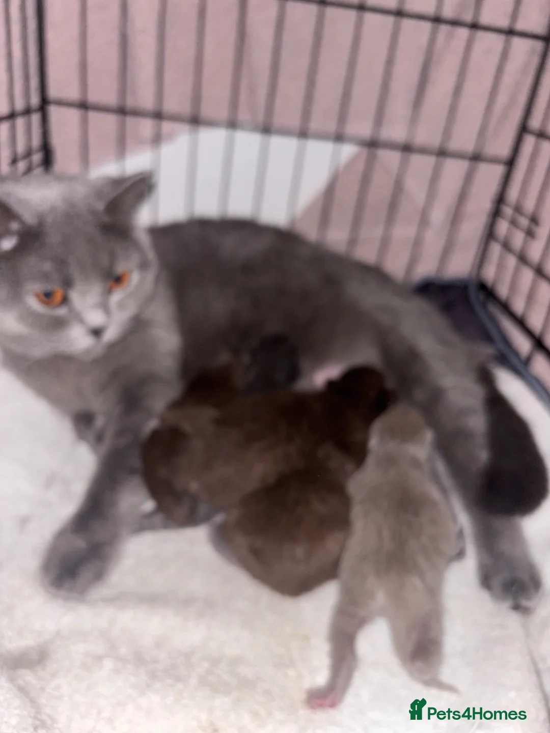 British Shorthair cats for sale: 🏆 British Shorthair Kittens🏆 - Advert 13