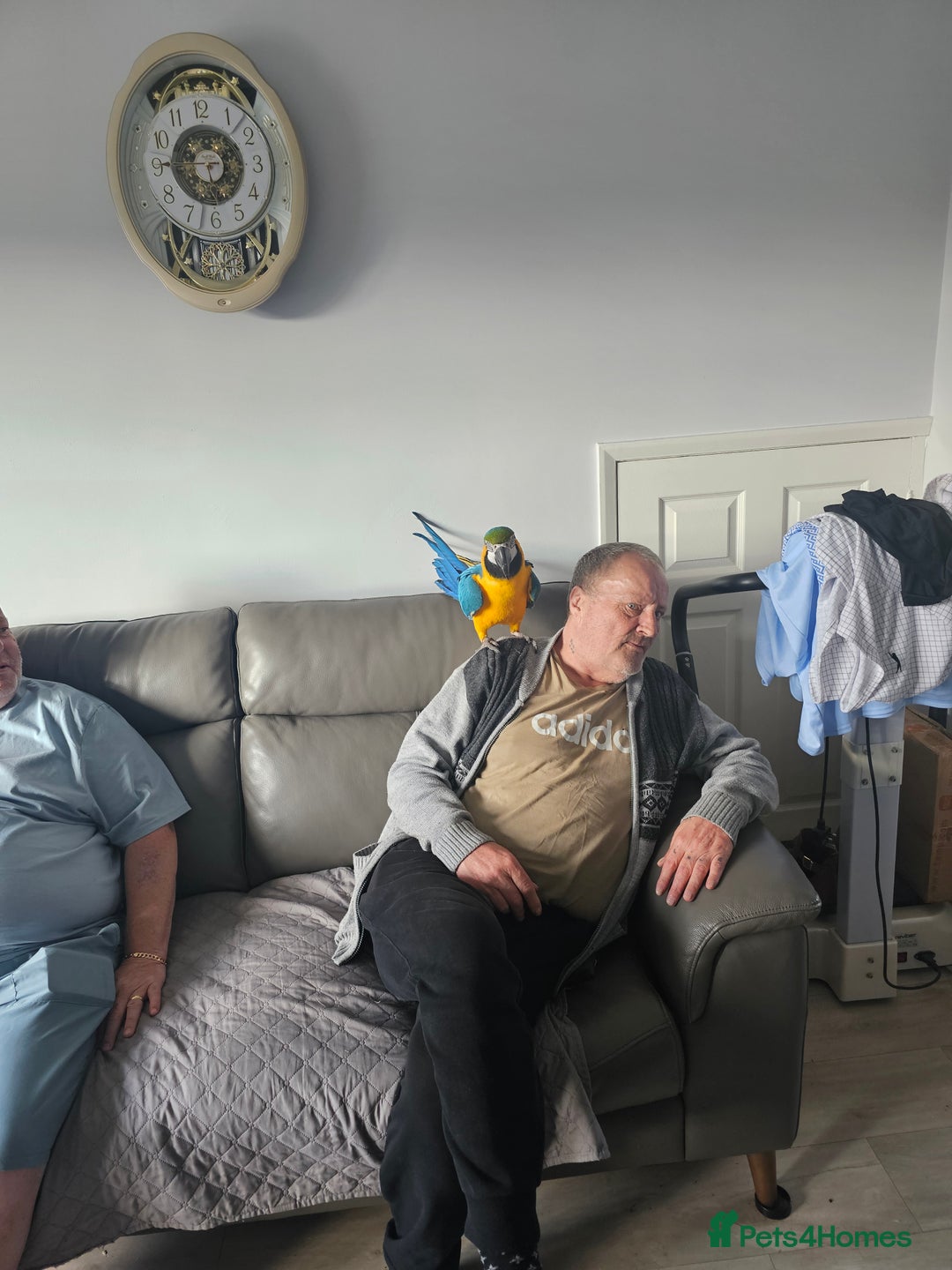 Parrots birds for sale: Macaw parrot  - Image 2