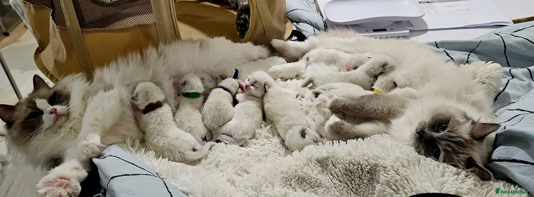 Ragdoll cats for sale: Gorgeous Ragdoll Kittens, Ready to Love - Advert 2