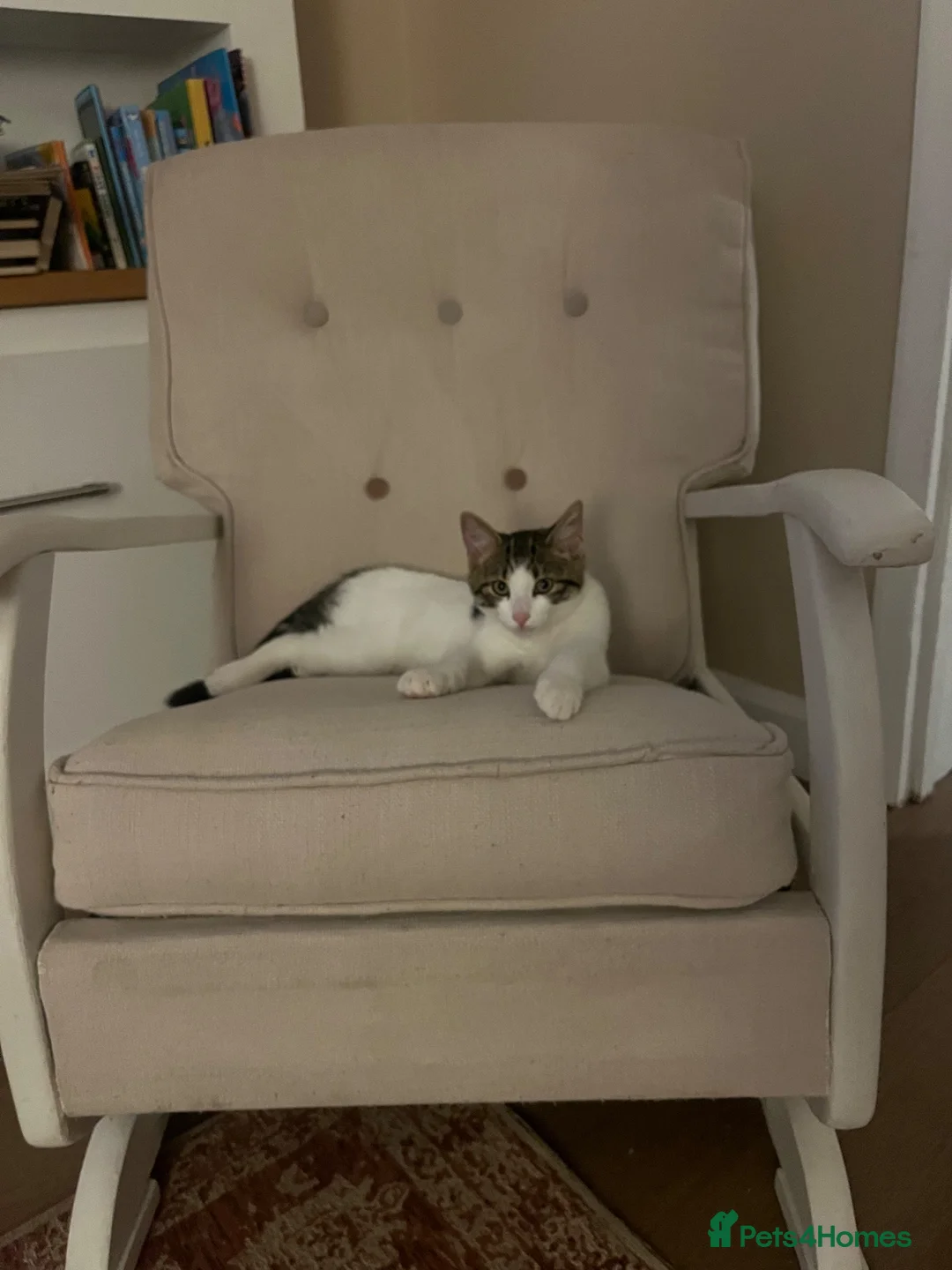 Domestic Shorthair cats for sale: Tabby and white cat  in Shipston-on-Stour - Advert 1