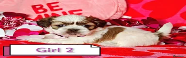 Shih Tzu Puppy 4