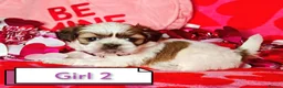 Shih Tzu dogs for sale: ❤️Beautiful pure bred shih tzu.😍😘 - Advert 5