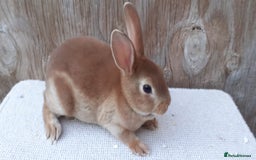 Rex rabbits for sale: Mini Rex Babies and 6 month old Doe - Image 2