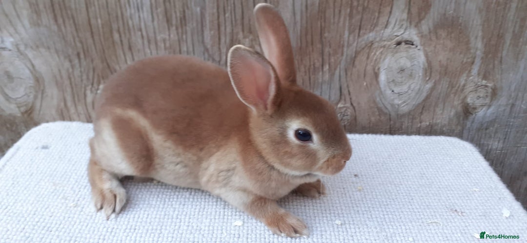 Rex rabbits for sale: Mini Rex Babies and 6 month old Doe - Image 2