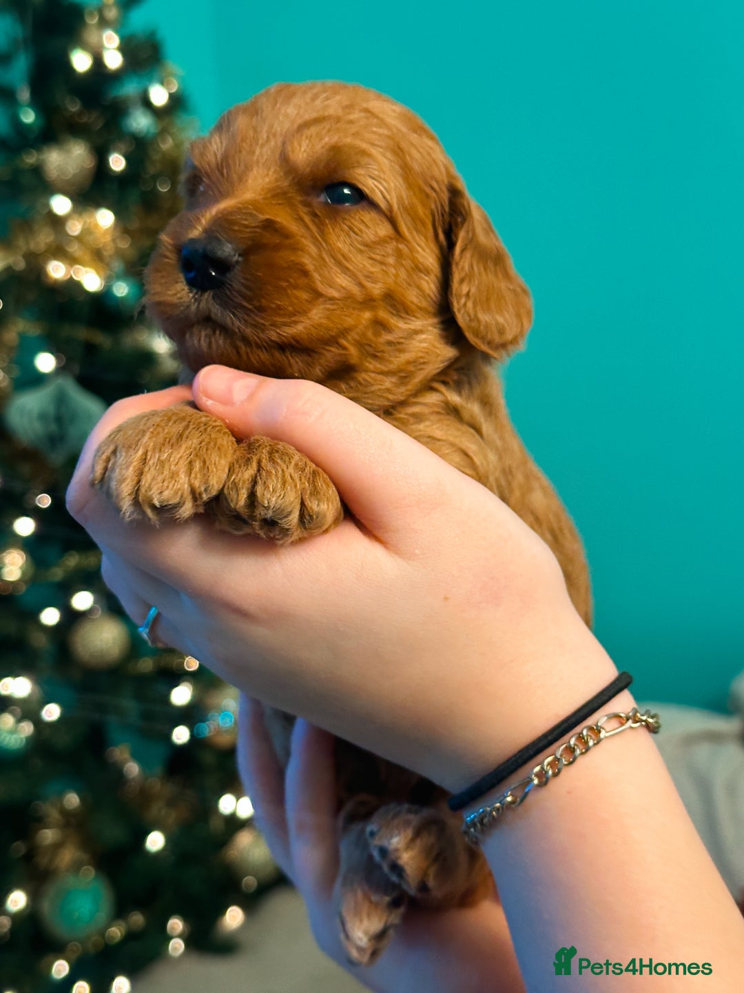 Labradoodle dogs for sale: F2B Labradoodle Puppies – Red & Apricot - Advert 38