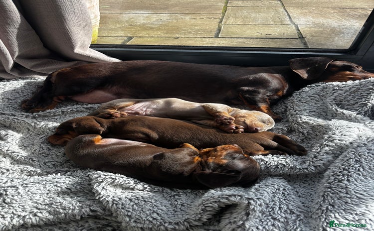 Miniature Dachshund dogs - Advert 7
