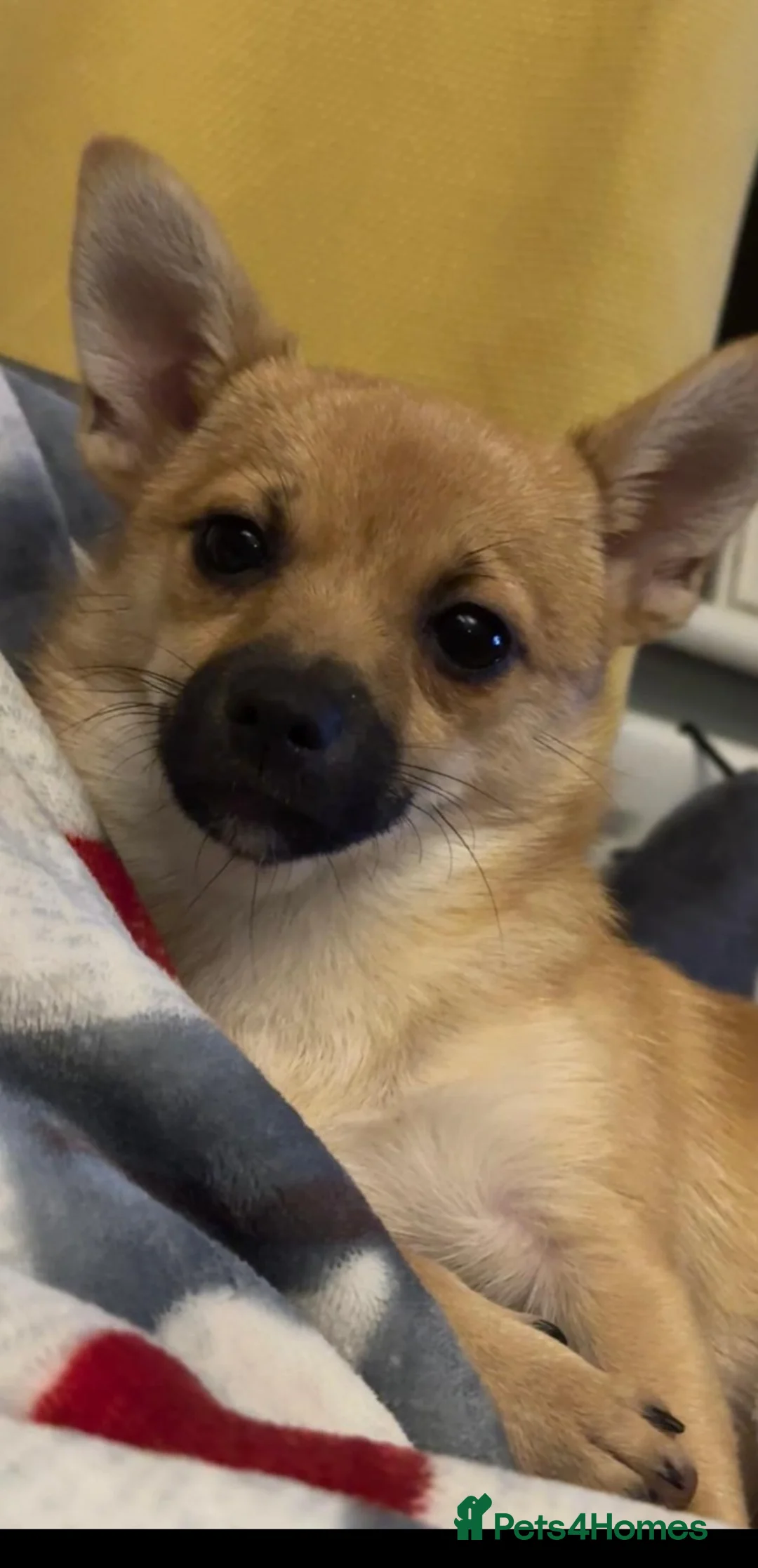 Pomchi dogs for sale: Pomchi in Cardiff - Advert 1