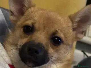 Pomchi dogs Pomchi - Advert 1