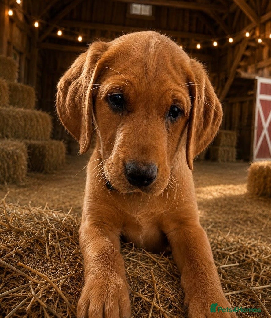 Labrador Retriever dogs KC FOX RED LABRADOR 17/05/26 1GIRl REDUCED  - Advert 13