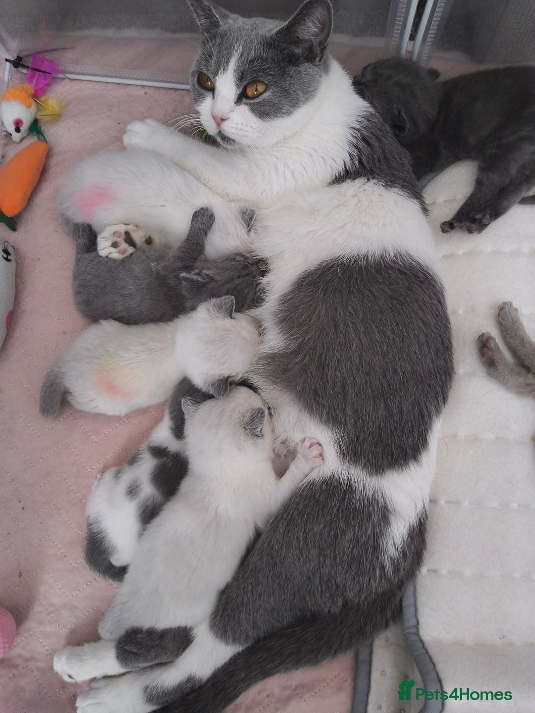 British Shorthair cats for sale: BSH Males and Females available  - Image 2