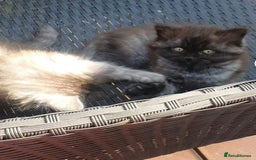 Mixed Breed cats for sale: Beautiful male kitten  - Image 3