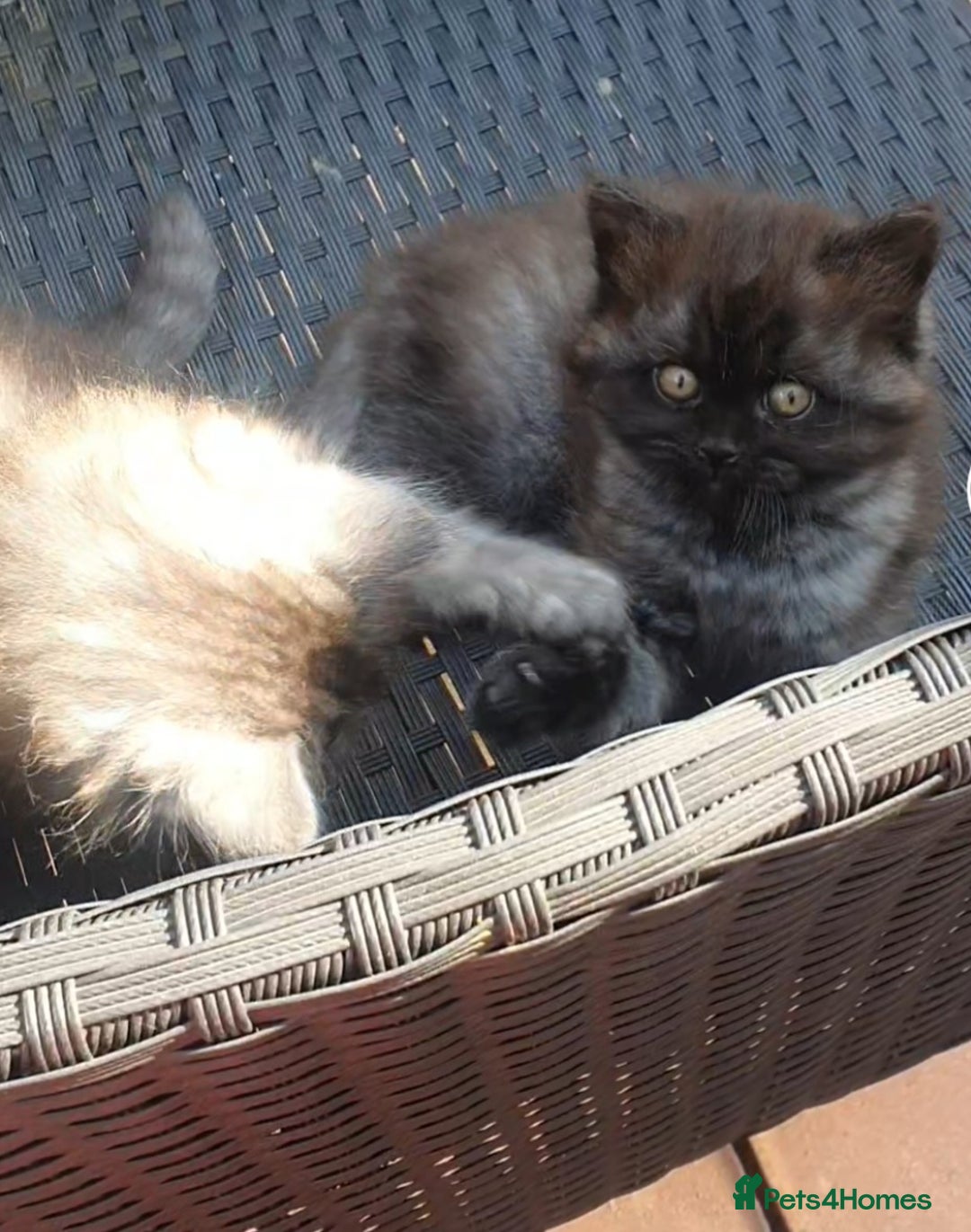 Mixed Breed cats for sale: Beautiful male kitten  - Image 3