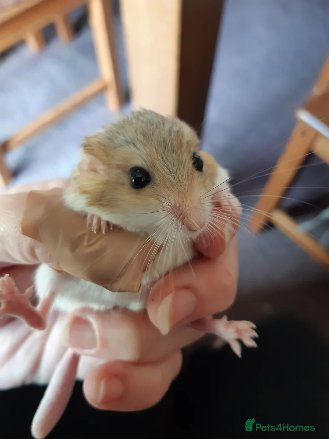 Gerbil rodents for sale: Baby duprasi/ fat tailed gerbils  - Advert 7