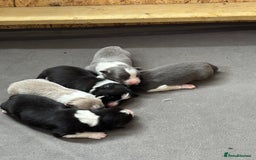 Border Collie dogs for sale:  Long Haired KC Reg Border Collie puppies for sale - Image 11