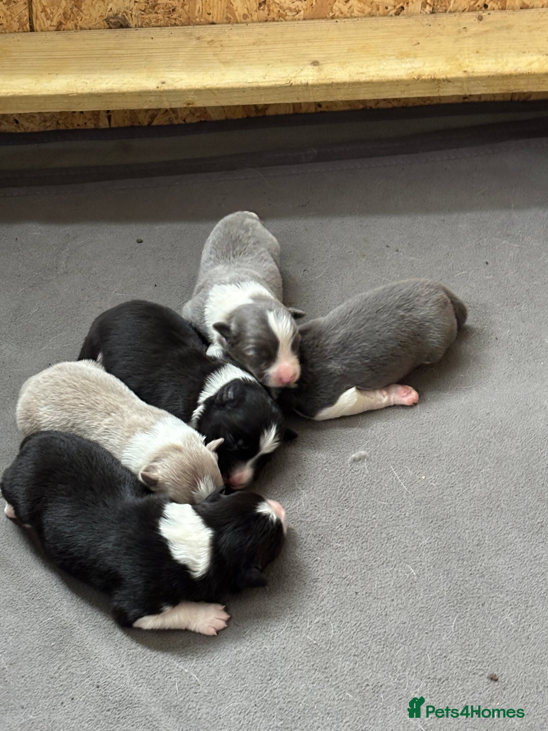 Border Collie dogs for sale:  Long Haired KC Reg Border Collie puppies for sale - Image 11