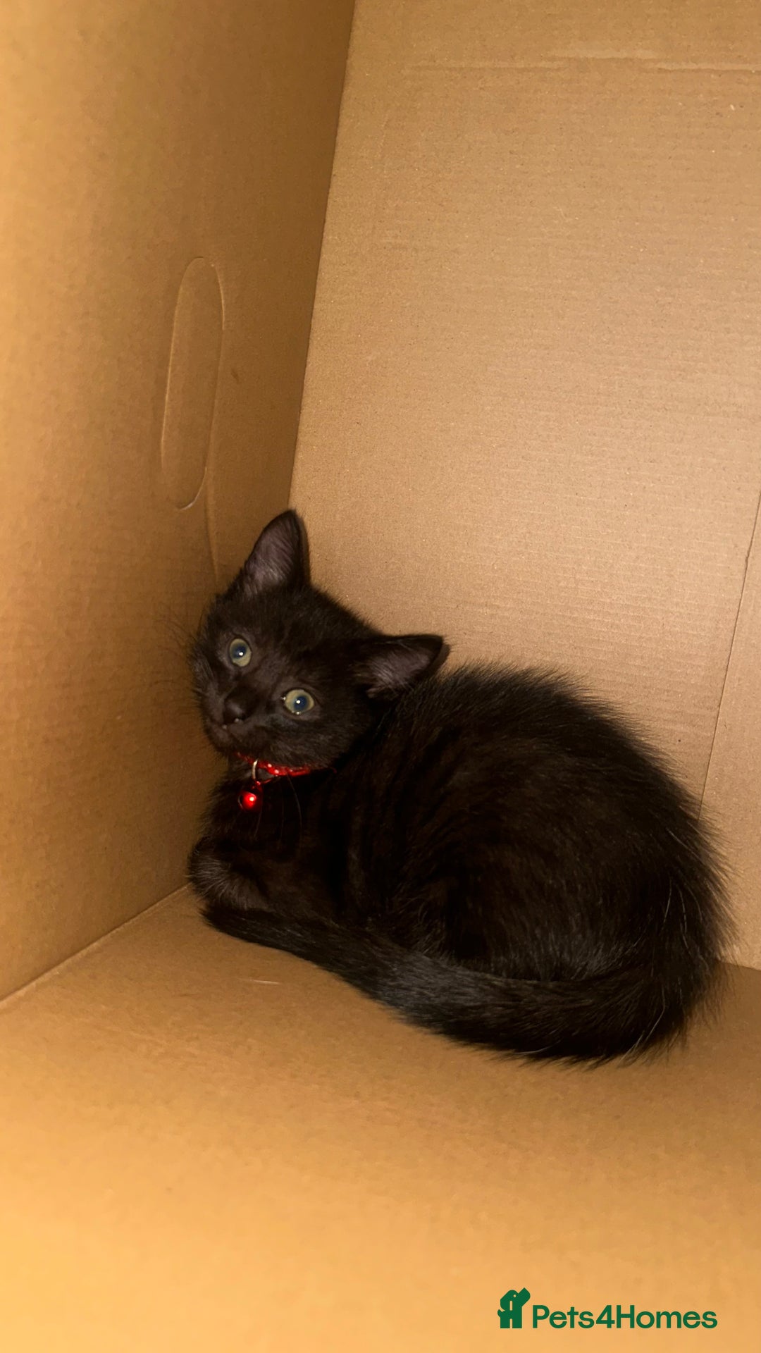 Mixed Breed cats for sale: Black / Brown And White Kittens - Advert 17