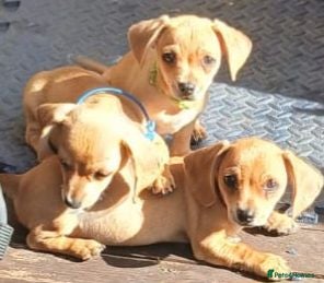 Chiweenie dogs Minature Daschund and Chihuahua Mix - Advert 11
