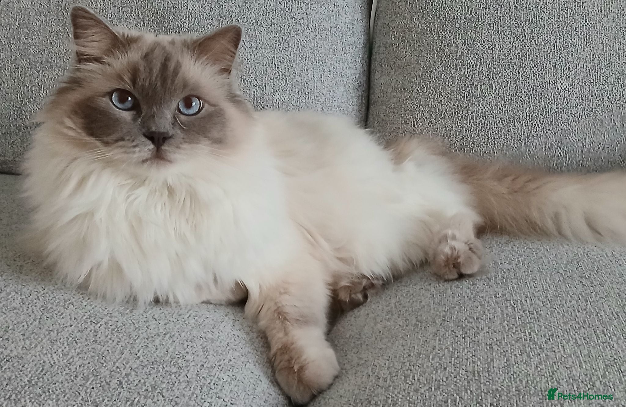 Ragdoll cats Beautiful Lilac Colourpoint Female  - Advert 1