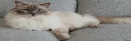 Ragdoll cats for sale: Beautiful Lilac Colourpoint Female  in Burton-on-Trent - Advert 1