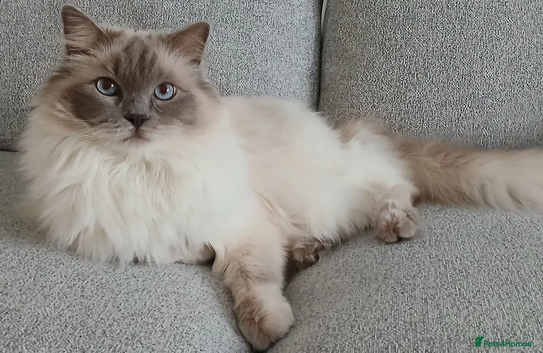 Ragdoll cats for sale: Beautiful Lilac Colourpoint Female  in Burton-on-Trent - Advert 1