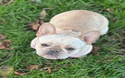 French Bulldog dogs for sale: French bulldog - Image 13