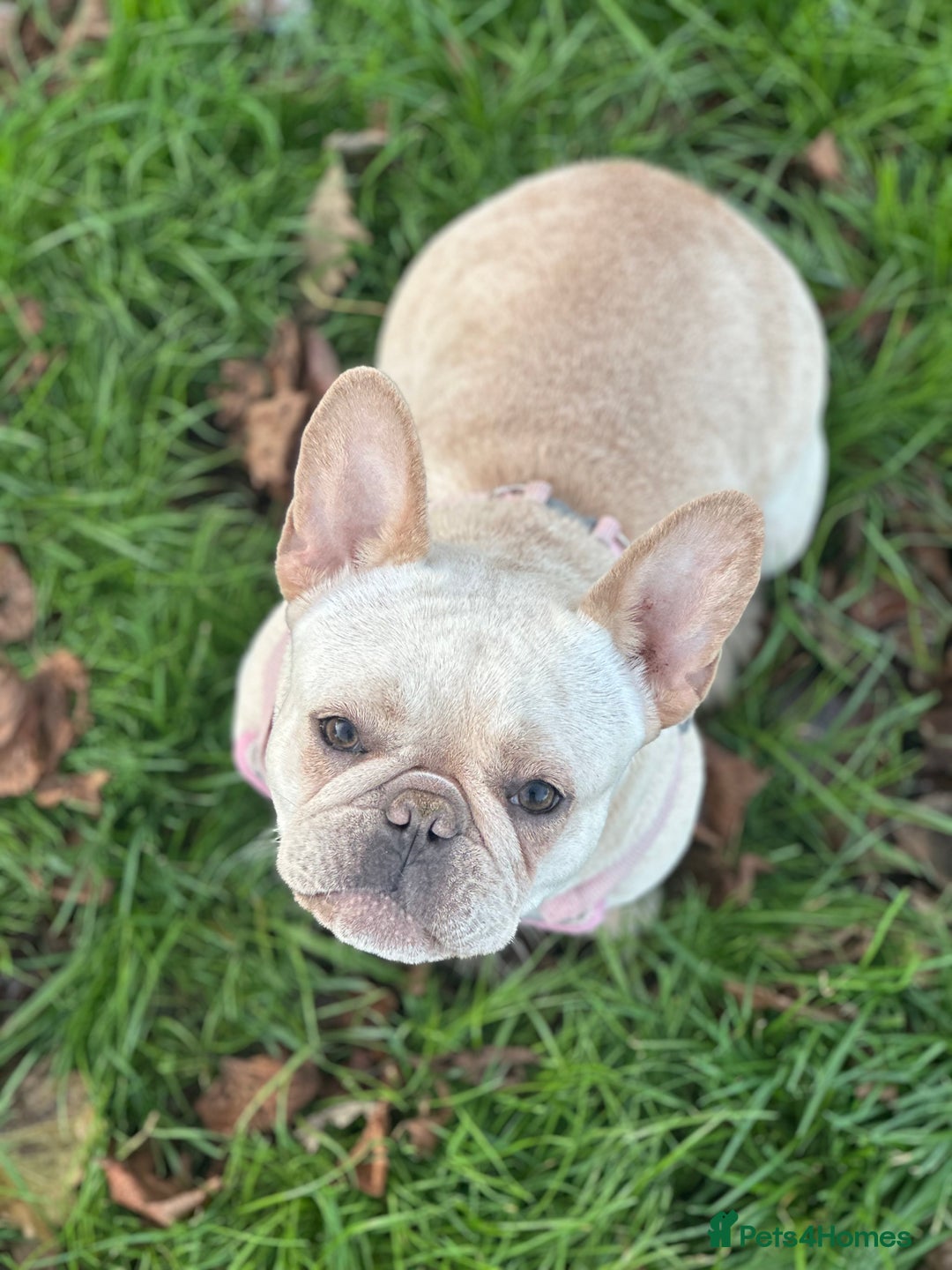 French Bulldog dogs for sale: French bulldog - Image 13