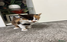 British Longhair cats for sale: 6 beautiful lovable friendly kittens - Image 10
