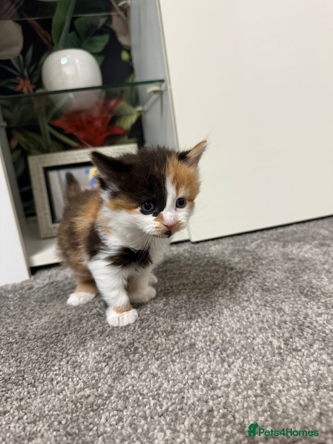British Longhair cats for sale: 6 beautiful lovable friendly kittens - Image 10