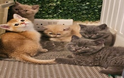 British Shorthair cats for sale: BSH BLUE AND BSH GOLD KITTENS Ready now! - Image 29