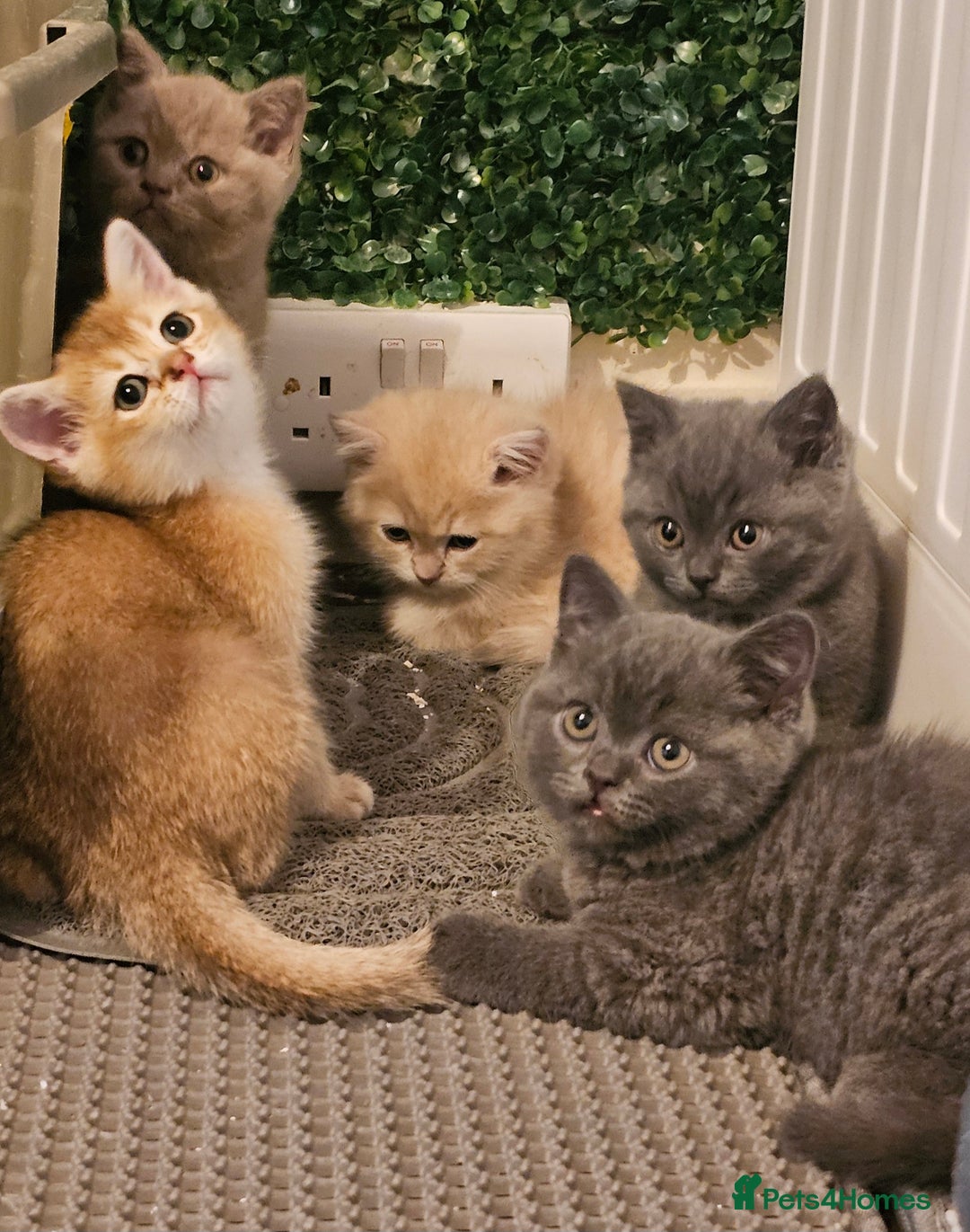 British Shorthair cats for sale: BSH BLUE AND BSH GOLD KITTENS Ready now! - Image 29
