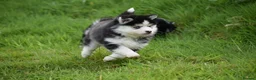 Pomsky dogs for sale: F4 Genuine Pomskies from health tested parents - Advert 11