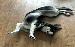 Siberian Husky dogs for sale: Lovely husky puppies, ready for new homes on 25/8 - Image 10